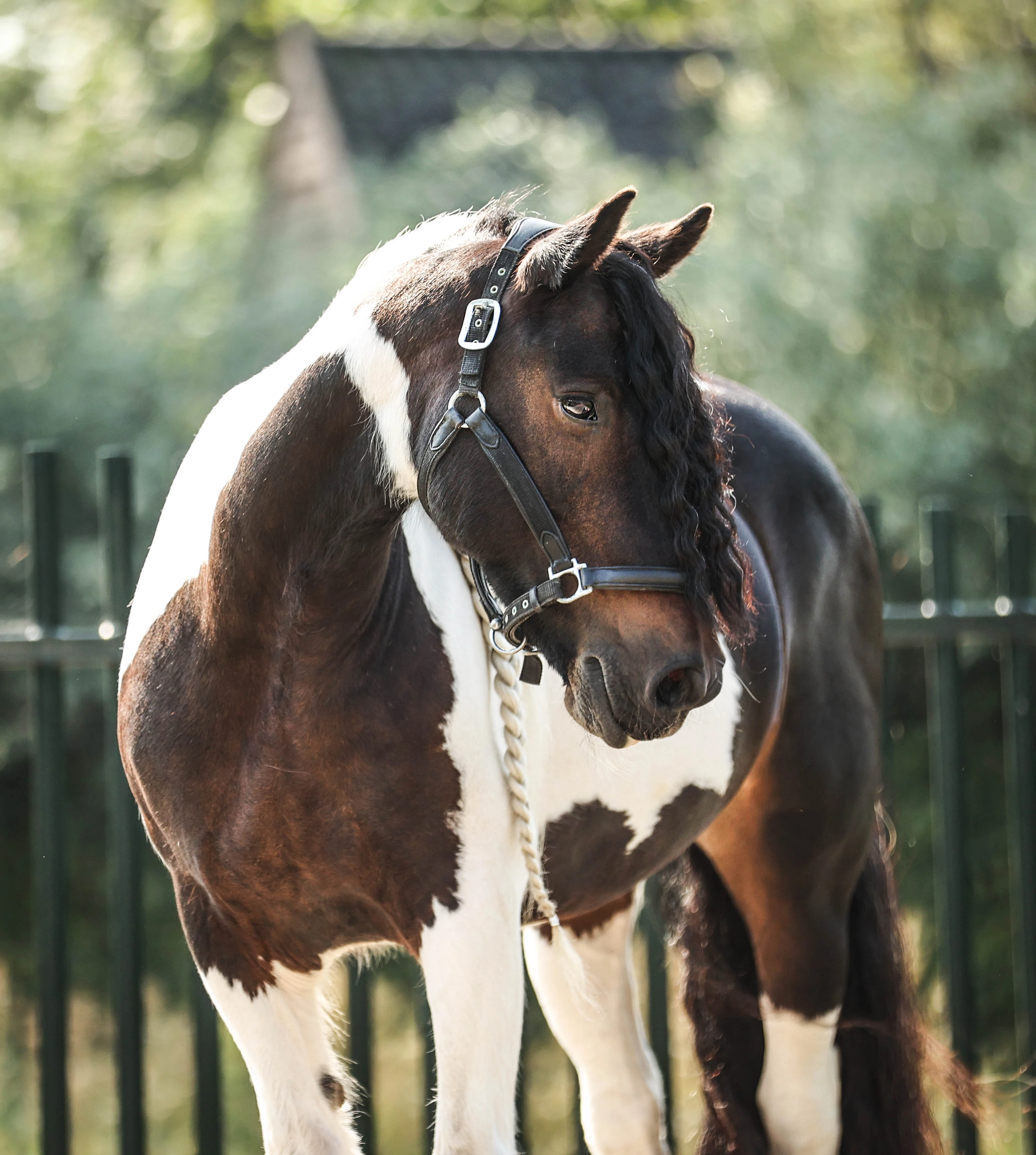 Aerosol Therapie voor paarden