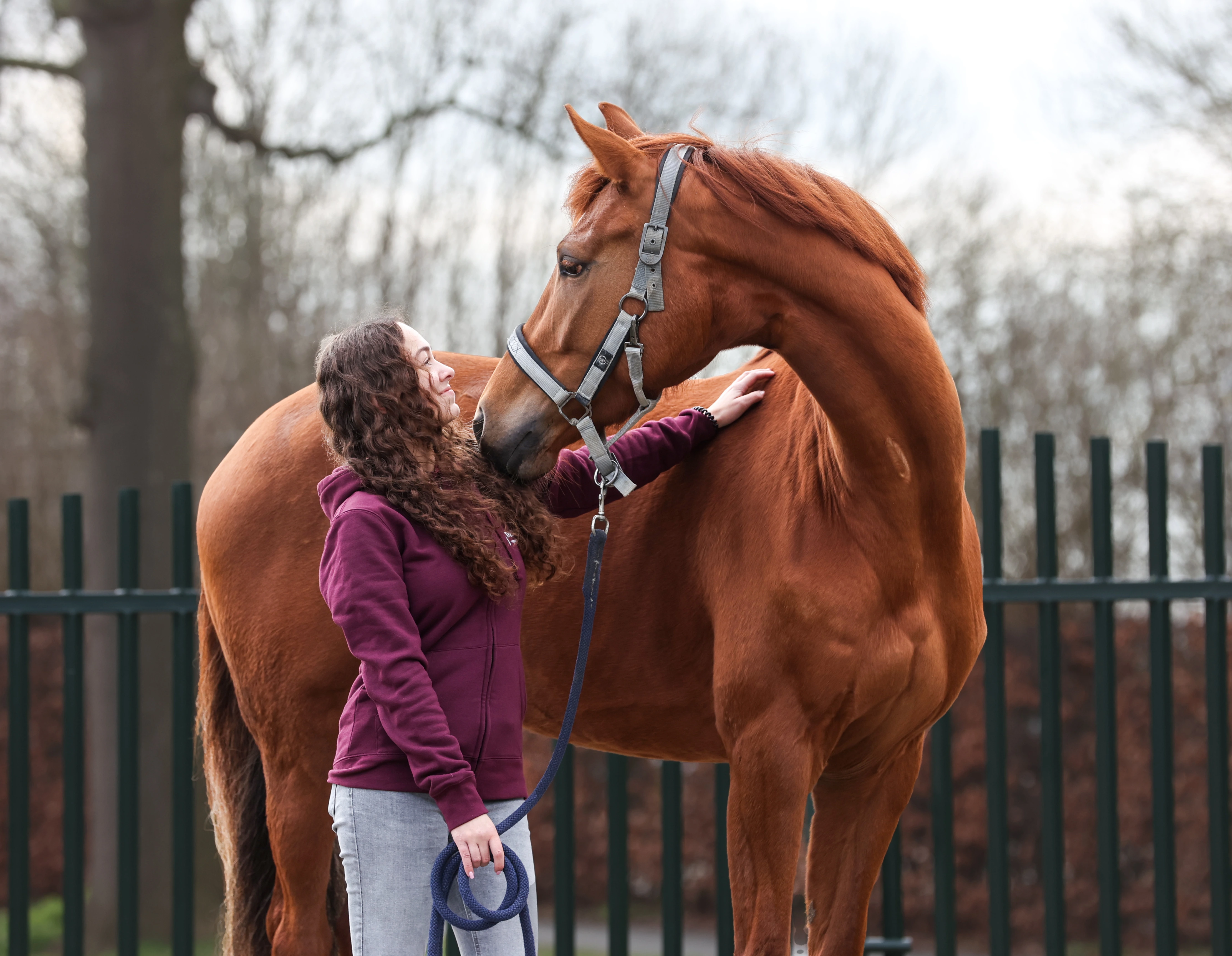 Paard